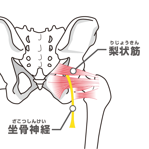 坐骨神経と梨状筋のイラスト