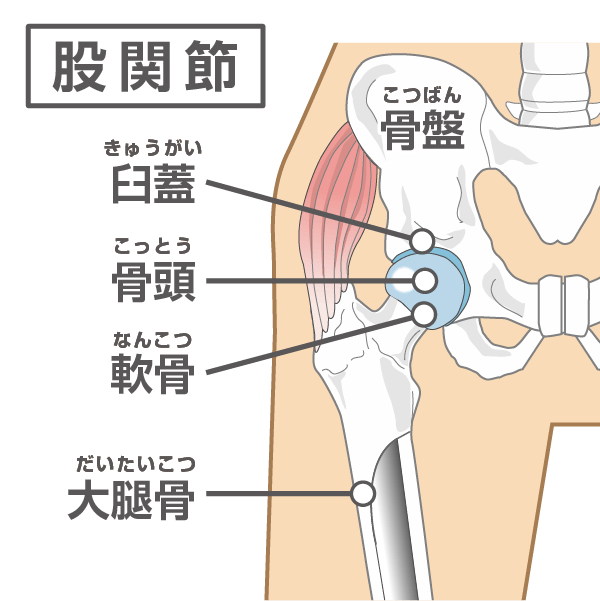 股関節のイラスト