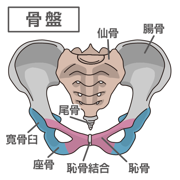 骨盤のイラスト