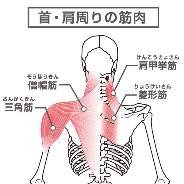 首や肩周りの筋肉のイラスト