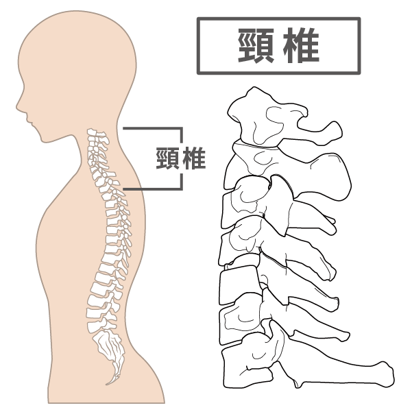 頸椎のイラスト