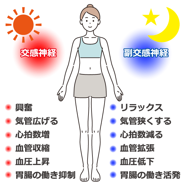 自律神経の働きを示したイラスト