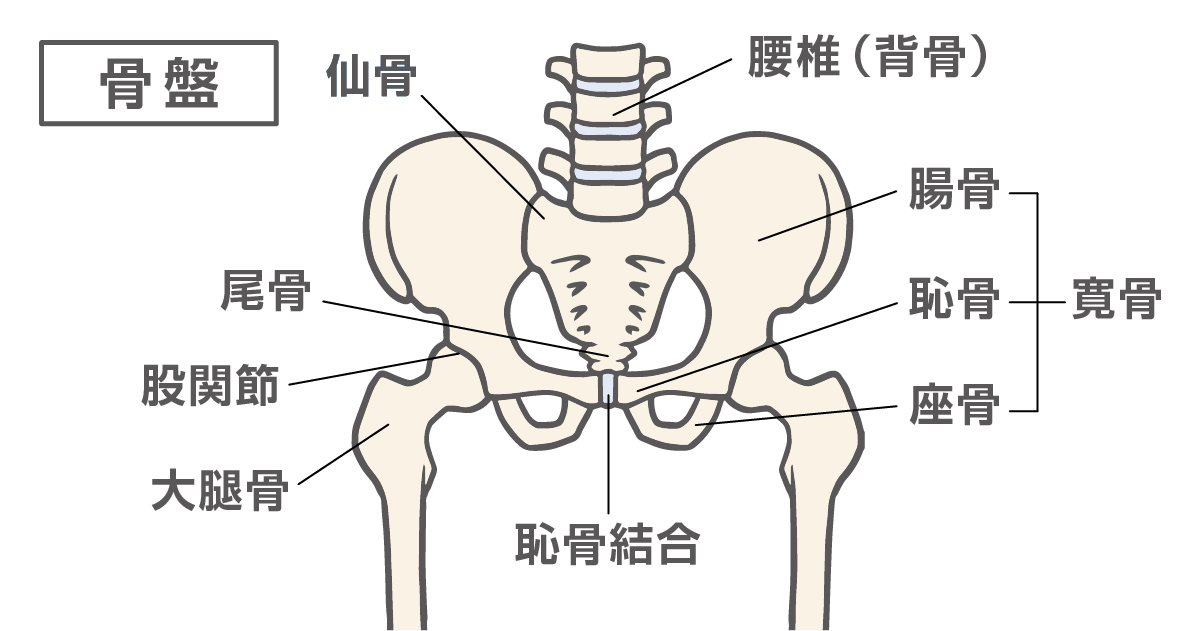 骨盤のつくり