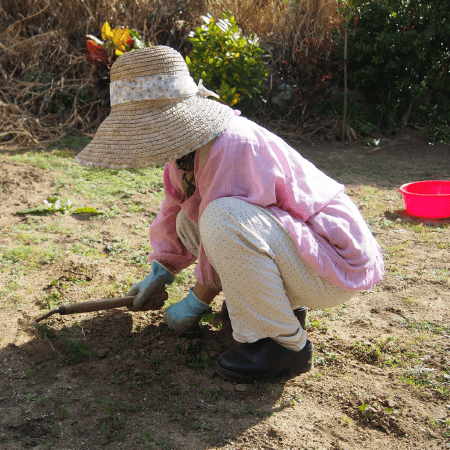 しゃがみ込んで草むしりをする女性